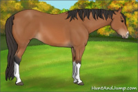 Horse Color:Bay 