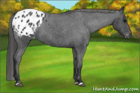 Horse Color:Blue Roan Appaloosa