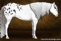 Horse Color:Brown Appaloosa 