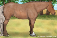 Horse Color:Silver Bay Roan 