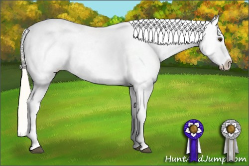 Horse Color: Palomino Near Leopard 
