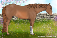 Horse Color:Chestnut 