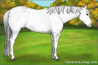 Horse Color:White Spotted Black Splash 