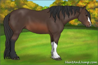 Horse Color:Brown 