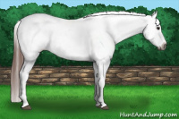 Horse Color:Gray Bay Dun Blanket 