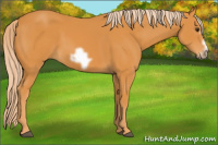 Horse Color:Chocolate Palomino Frame 