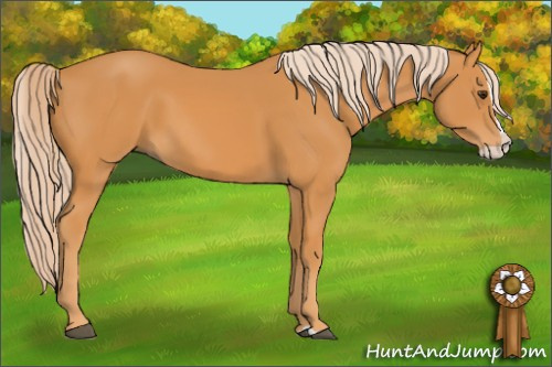 Horse Color: Chocolate Palomino Splash 