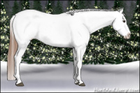 Horse Color:Chestnut Appaloosa 