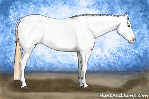 Horse Color: Buckskin Roan Dun Blanket 
