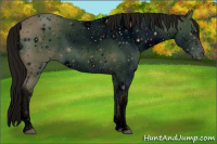 Horse Color:ERROR: UNKNOWN ANOMALY