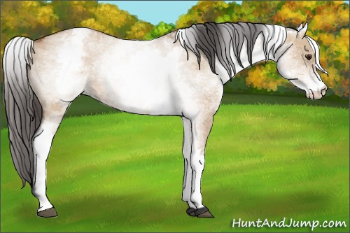 Horse Color: White Spotted Bay Dun 