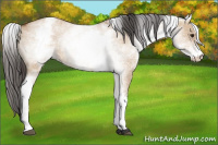 Horse Color:White Spotted Bay Dun