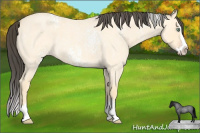 Horse Color:White Spotted Amber Cream Champagne Roan Dun Splash 