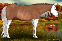 Horse Color:Silver Bay Splash Rabicano 