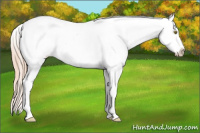 Horse Color:Gold Champagne Appaloosa 