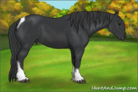 Horse Color:Black Tobiano