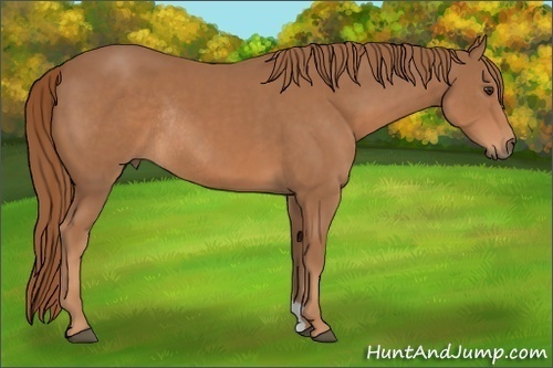 Horse Color: Chestnut Rabicano 