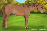 Horse Color:Chestnut Rabicano 