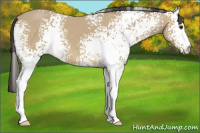 Horse Color:White Spotted Buckskin