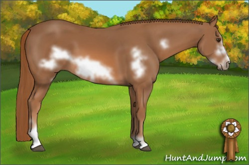 Horse Color: Chestnut Sabino Frame 