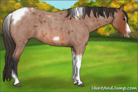 Horse Color:Bay Roan Splash Tobiano Frame 