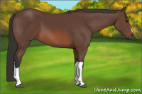 Horse Color:Bay 