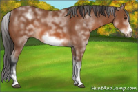 Horse Color:White Spotted Bay Frame 