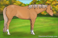 Horse Color:Palomino 