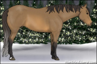 Horse Color:Buckskin 