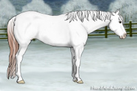 Horse Color:Classic Champagne Snowcap 