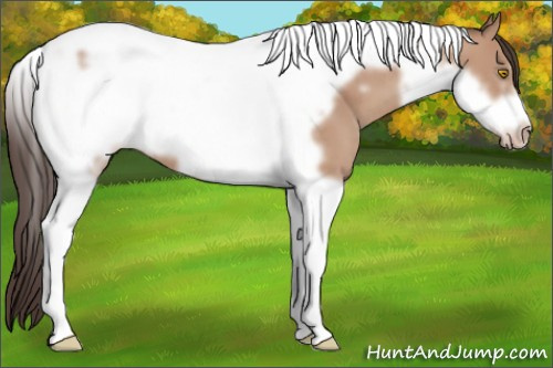 Horse Color: Sable Champagne Tobiano Frame 
