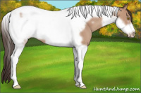 Horse Color:Sable Champagne Tobiano Frame