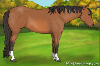 Horse Color:Bay Tobiano 