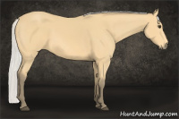 Horse Color:Silver Buckskin 
