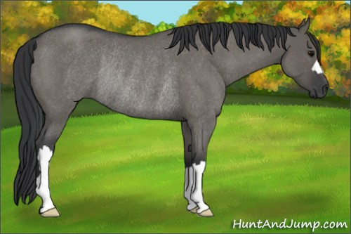 Horse Color: Grullo Roan Rabicano 
