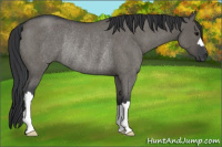 Horse Color:Grullo Roan Rabicano 