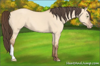 Horse Color:Amber Champagne Dun 