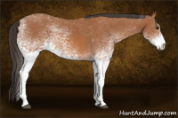 Horse Color:White Spotted Bay 