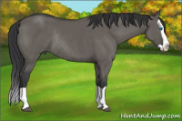 Horse Color:Grullo Splash Rabicano 