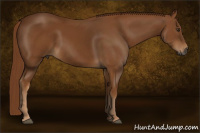Horse Color:Gray Chestnut 
