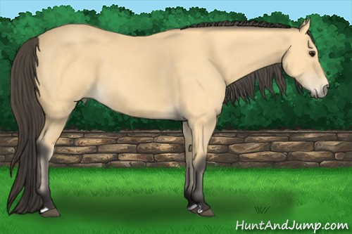 Horse Color: Buckskin 