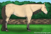 Horse Color:Buckskin 