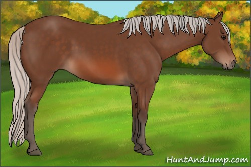 Horse Color: Silver Bay 