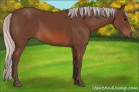 Horse Color:Silver Bay 