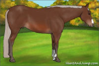 Horse Color:Silver Bay 