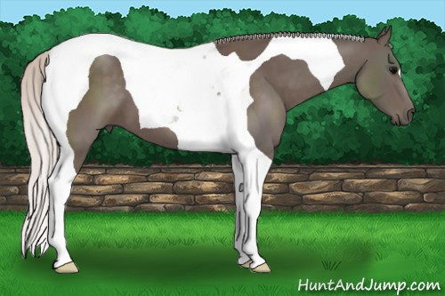 Horse Color: Silver Black Tobiano 