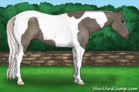 Horse Color:Silver Black Tobiano