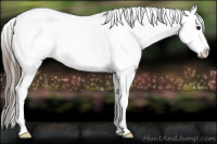 Horse Color:Blue Roan Frame Appaloosa 