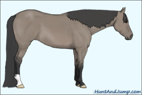 Horse Color: Grullo 