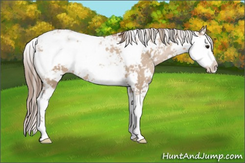 Horse Color: Grullo Pearl Sabino 